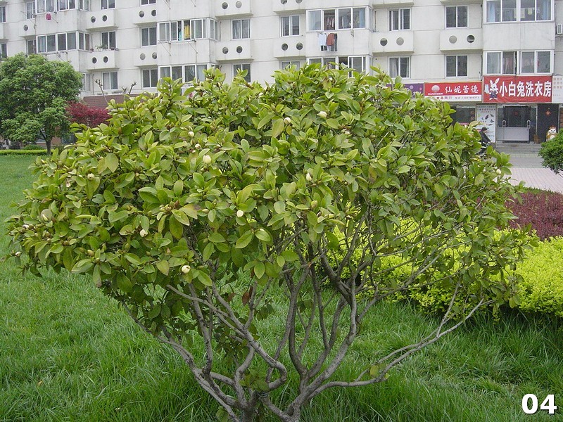 04.jpg