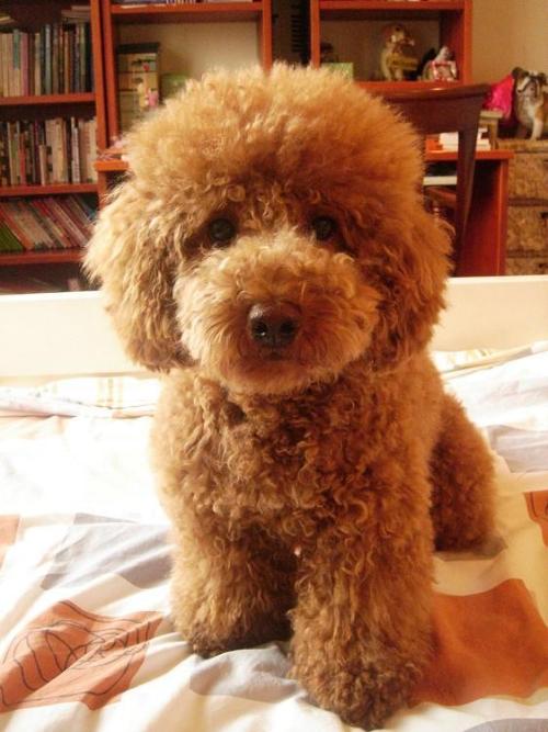 dog.jpg