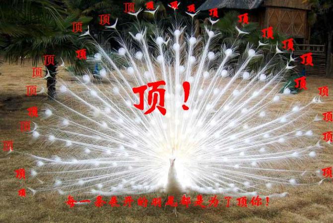 顶顶顶.jpg