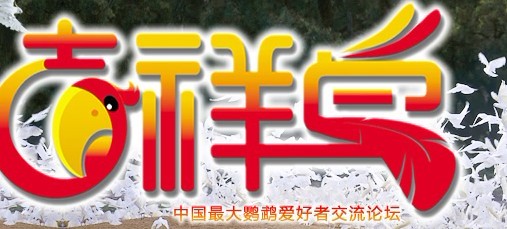 吉祥鸟.jpg
