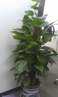 IMG20120614135940.jpg
