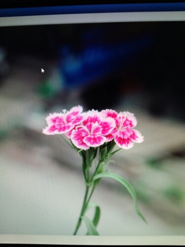 IMG20130403091706.jpg