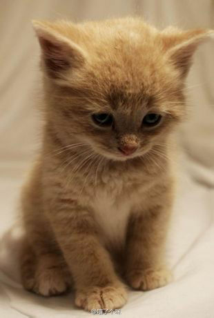 cat.jpg