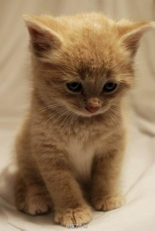 cat.jpg