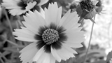 pic_flower2.jpg