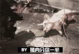 222.gif