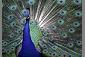 20081228_5421fc6ed35f272653c6j4d24PTd3TwO.jpg
