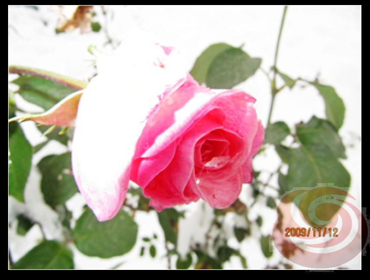 11 侯晶晶 机械工程系 傲雪.jpg