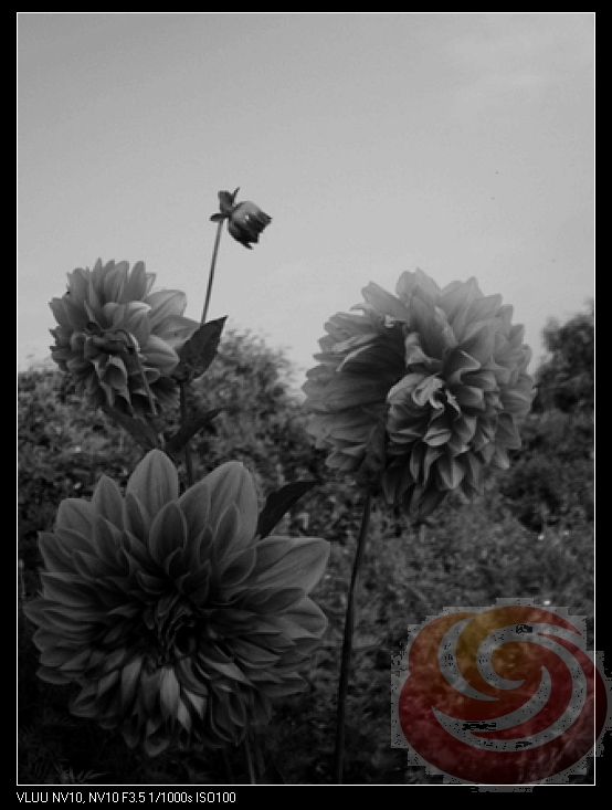 泸沽湖畔的花.jpg