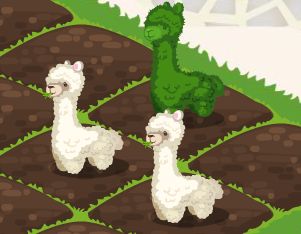 caoma.png